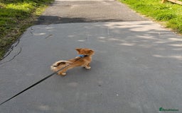 Pomchi dogs for sale: Pomchi - Image 2