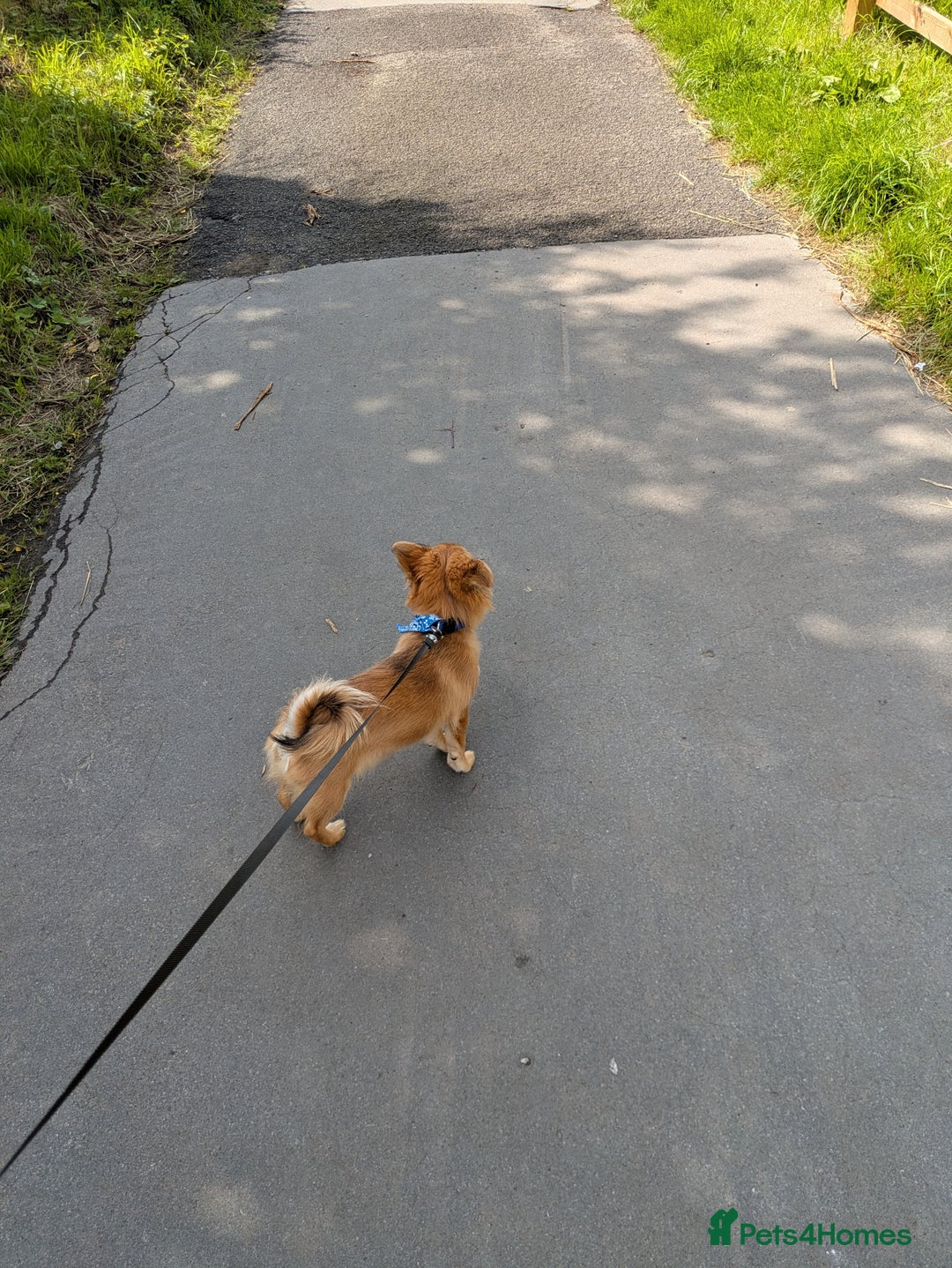 Pomchi dogs for sale: Pomchi - Image 2