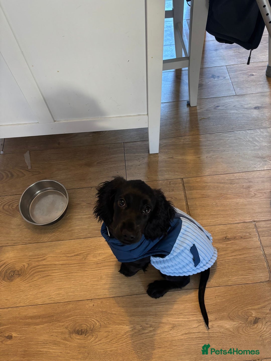 Cocker Spaniel dogs for sale: Shy girl needs quieter home - Advert 2
