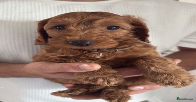 Labradoodle dogs in Ware - Advert 3