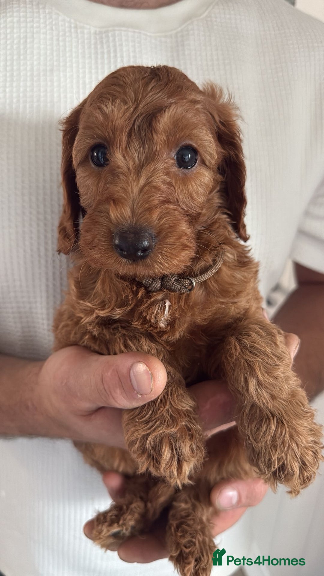 Labradoodle dogs for sale: *Labradoodle puppie F1B*   in Ware - Image 3