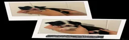 Border Collie dogs for sale: 7 Beautiful chunky border collies - Advert 6