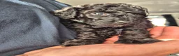 Miniature Poodle dogs for sale: 7 beautiful miniature poodles - Advert 29