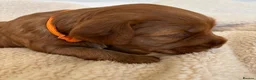 Cockapoo dogs for sale: Cockapoo Puppies - Advert 28