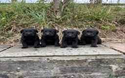 Labrador Retriever dogs for sale: 7 Beautiful Labradors  - Image 2