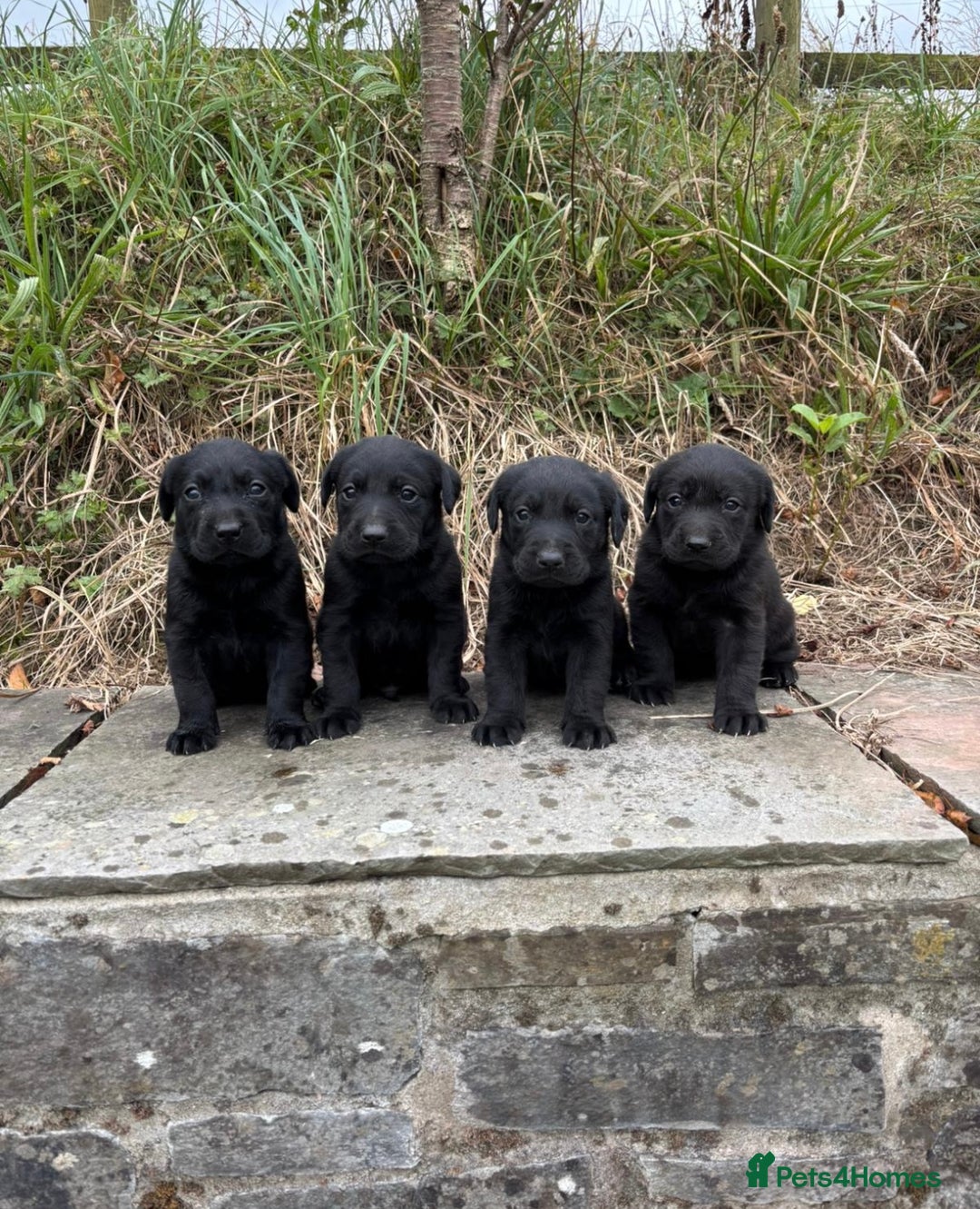 Labrador Retriever dogs for sale: 7 Beautiful Labradors  - Image 2