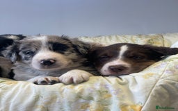 Border Collie dogs for sale: Border collie puppies  - Image 9