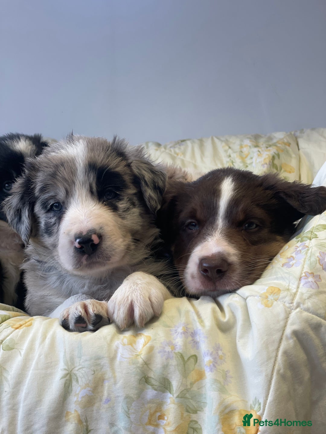 Border Collie dogs for sale: Border collie puppies  - Image 9