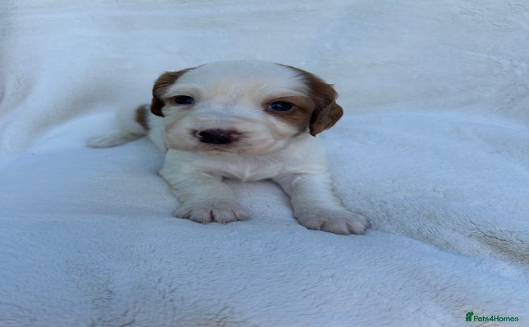 Cocker Spaniel dogs - Advert 1