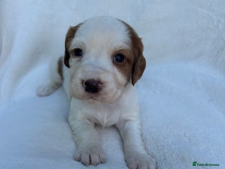 Cocker Spaniel dogs - Advert 1