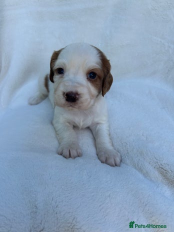 Cocker Spaniel dogs - Advert 1