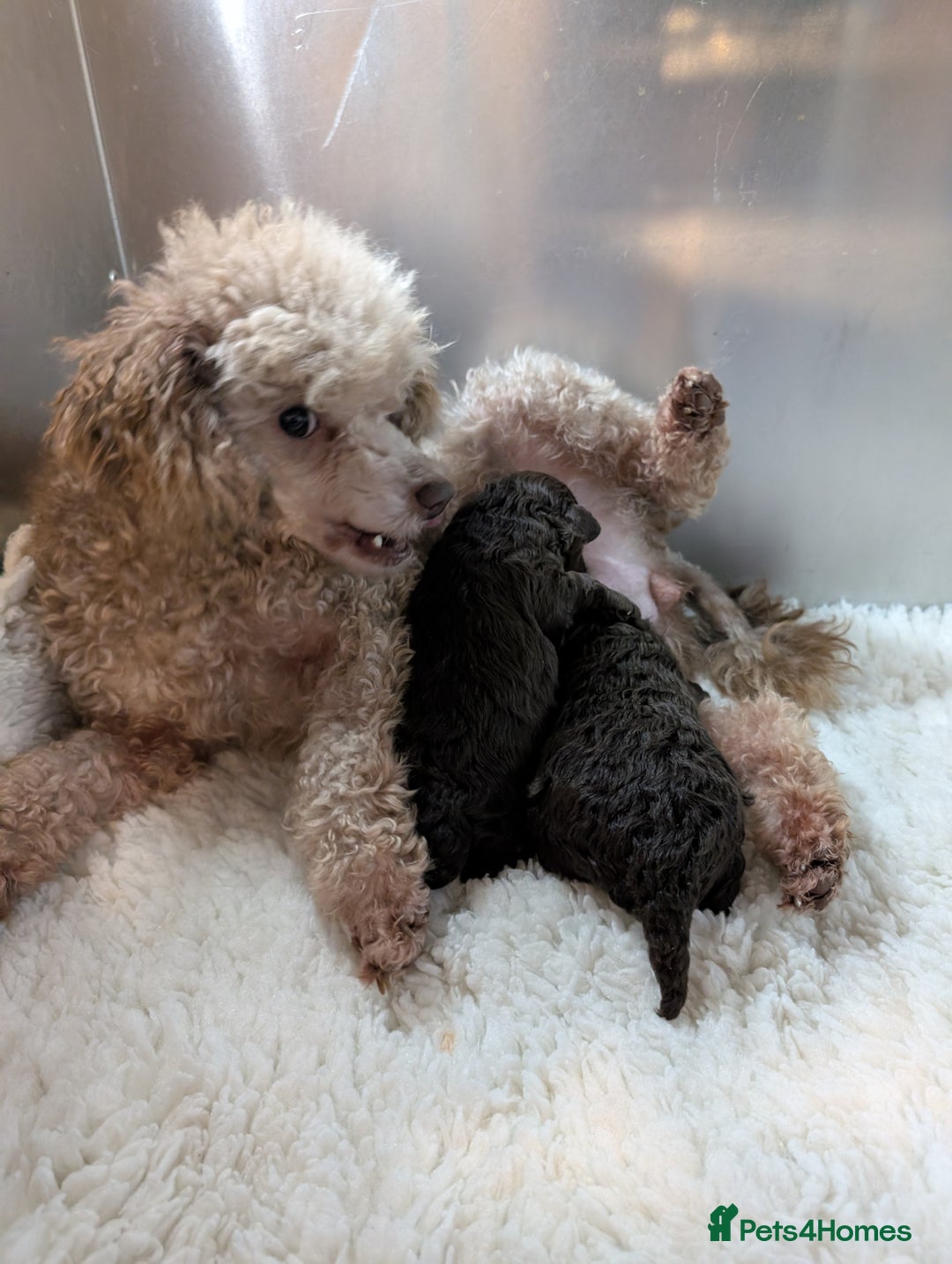 Toy Poodle dogs for sale: Pedigree Chocolate Toy Poodle  - Advert 7