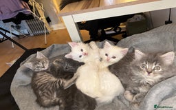 Mixed Breed cats for sale: Stunning Kittens  - Image 11