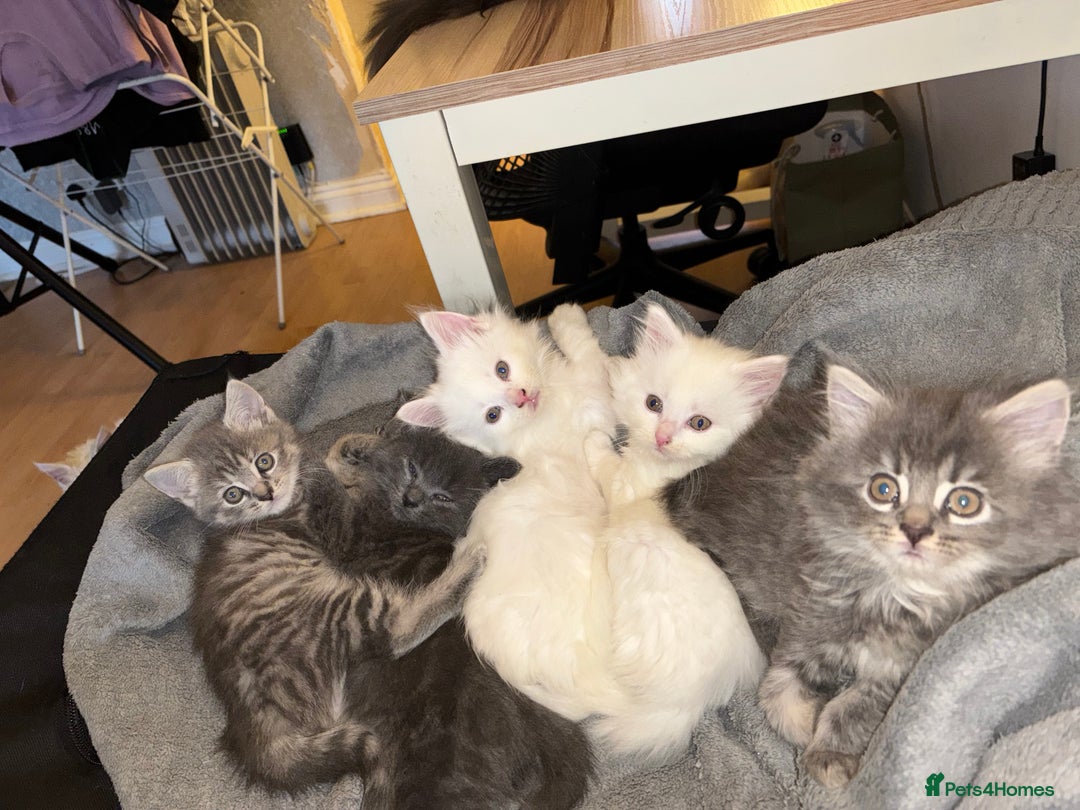 Mixed Breed cats for sale: Stunning Kittens  - Image 11
