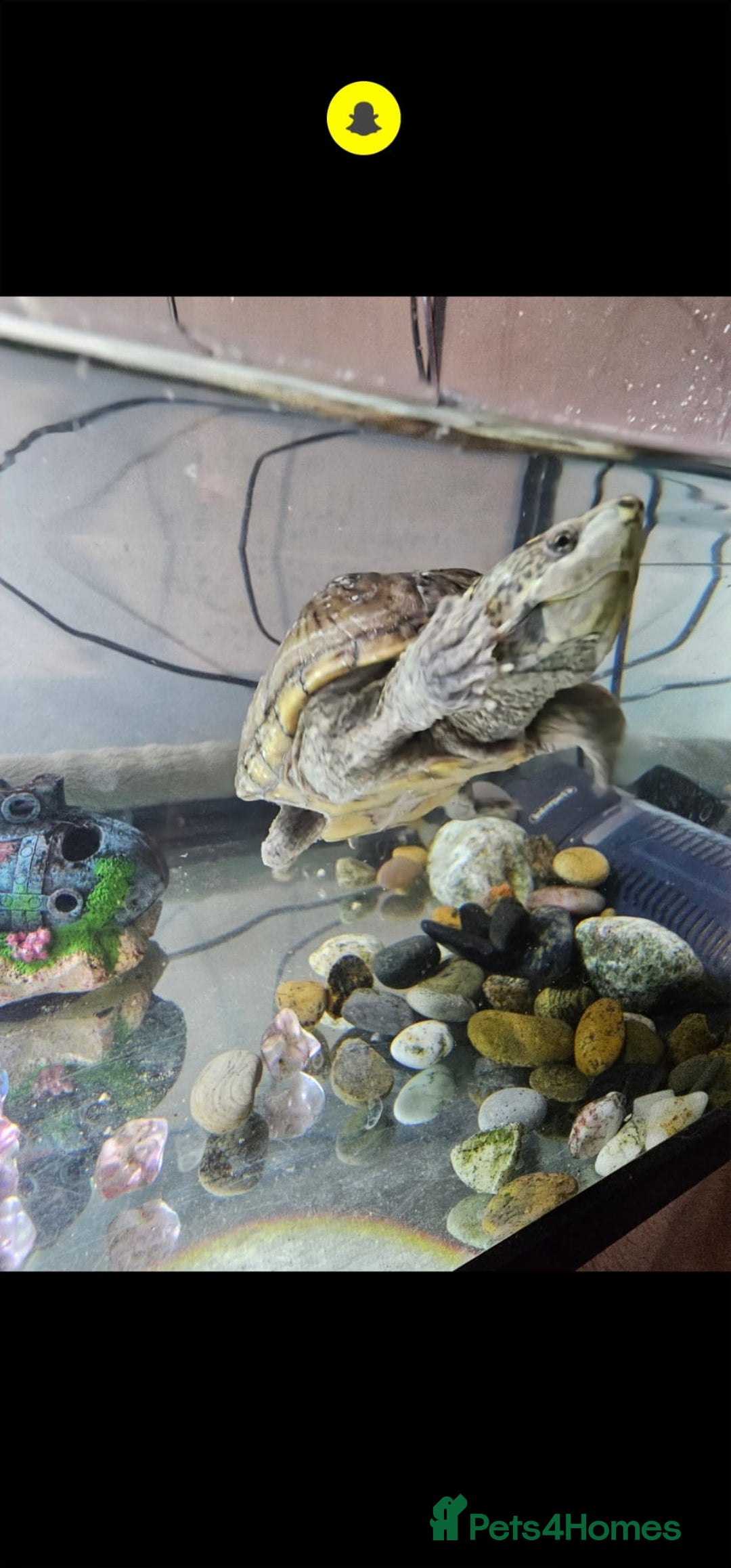 Turtle reptiles for sale: Male and female musk turtles  - Image 6