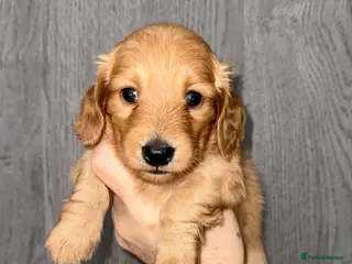 Miniature Dachshund dogs 🧡💛Stunning Longhaired Dachshund Puppies💛🧡 - Advert 4
