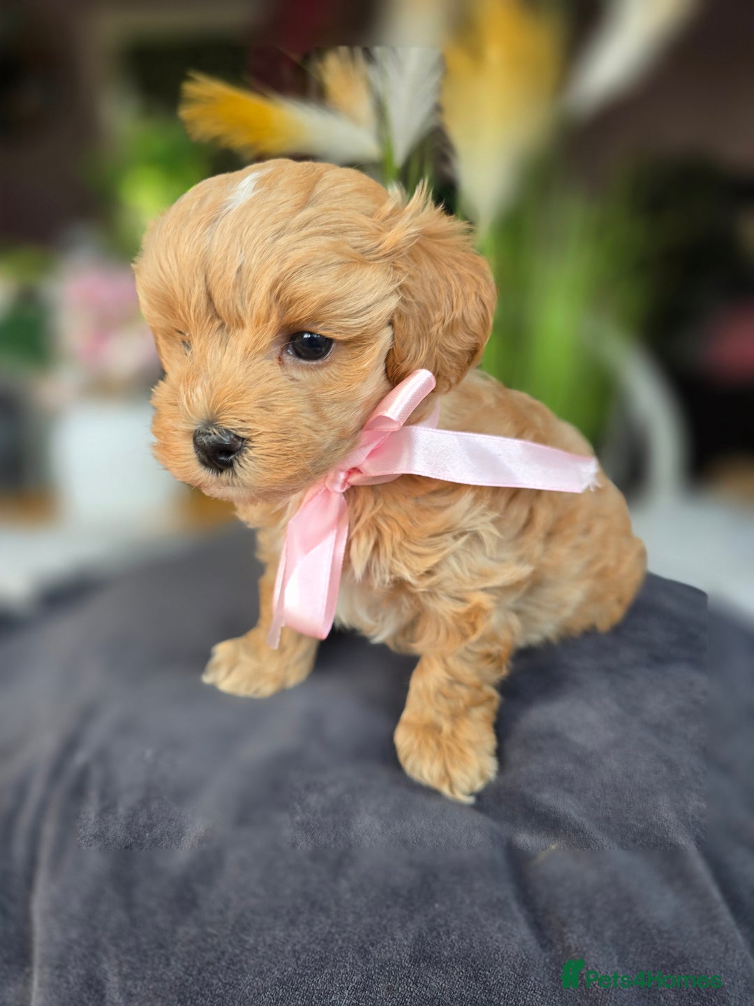 Maltipoo dogs for sale: LAST 🩷 BOY  looking forever home 🏡 😍  - Image 7