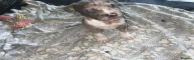 Staff mix breed 5