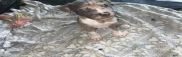 Mixed Breed dogs for sale: Boy and girl puppies  - Advert 9