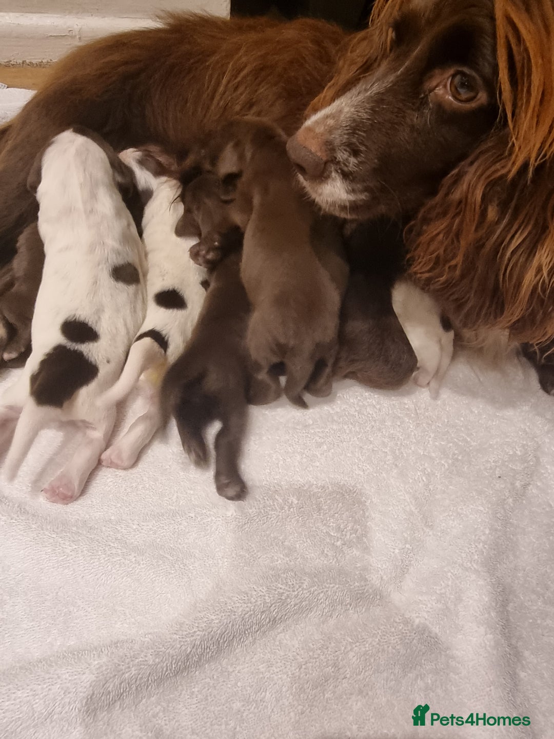 Sprocker dogs for sale: 6 gorgeous sprocket puppies  - Advert 3