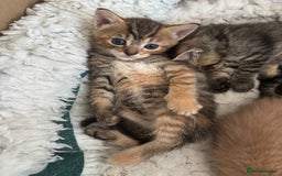 Mixed Breed cats for sale: Kittens ready this week. - Image 13