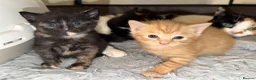 Mixed Breed cats for sale: 3 Adorable Litter Trained Kittens  - Advert 1