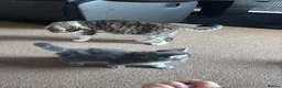 Mixed Breed cats for sale: 1 GREY KITTEN LEFT FOR SALE  - Advert 8