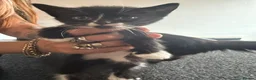 Mixed Breed cats for sale: 3 gorgeous kittens looking to be loved  - Advert 11