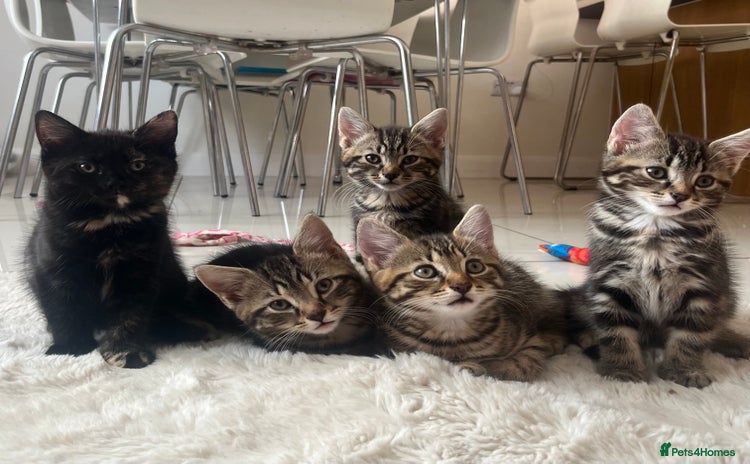 Mixed Breed cats for sale - Advert 1