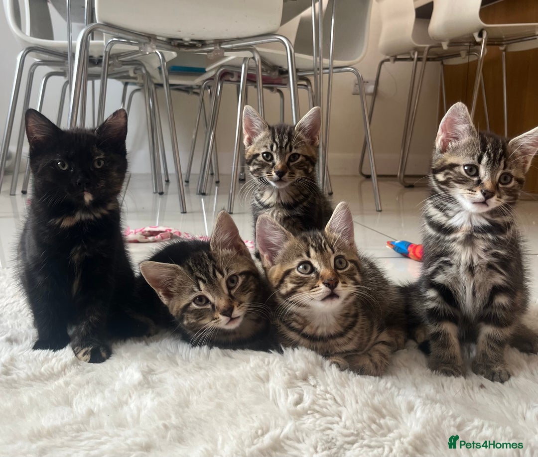 Mixed Breed cats for sale: 5 Adorable Mixed Breed Kittens - Image 1