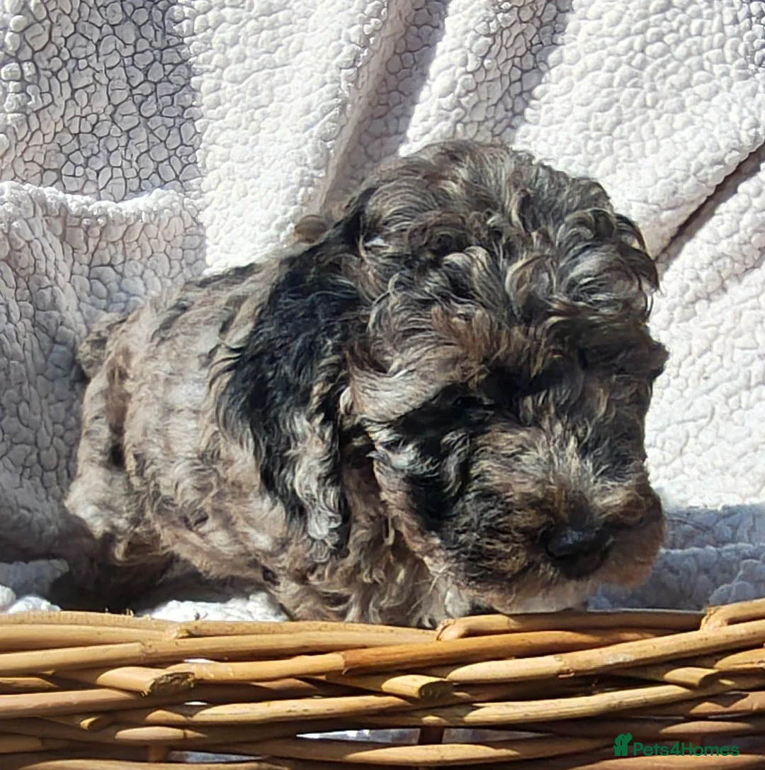 Cockapoo dogs for sale: 5 Loving cockapoos  - Advert 28