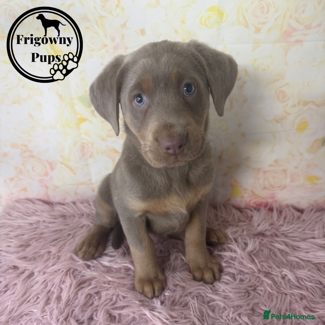 Labrador Retriever dogs for sale:  Stunning Silver Labradors Available  - Image 10
