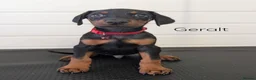 Dobermann dogs for sale: doberman puppies - ready this week 🐾 - Advert 12