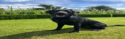 Labrador Retriever dogs for stud: Jack of Hearts available for STUD in Consett - Advert 5