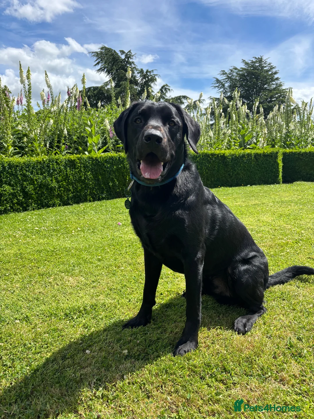 Labrador Retriever dogs for stud: Jack of Hearts available for STUD in Consett - Advert 5