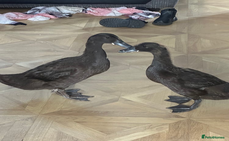 Ducks poultry - Advert 4