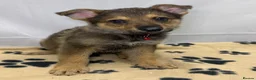 German Shepherd dogs for sale: KC Registered & Health Tested Working Line Puppies - Advert 10