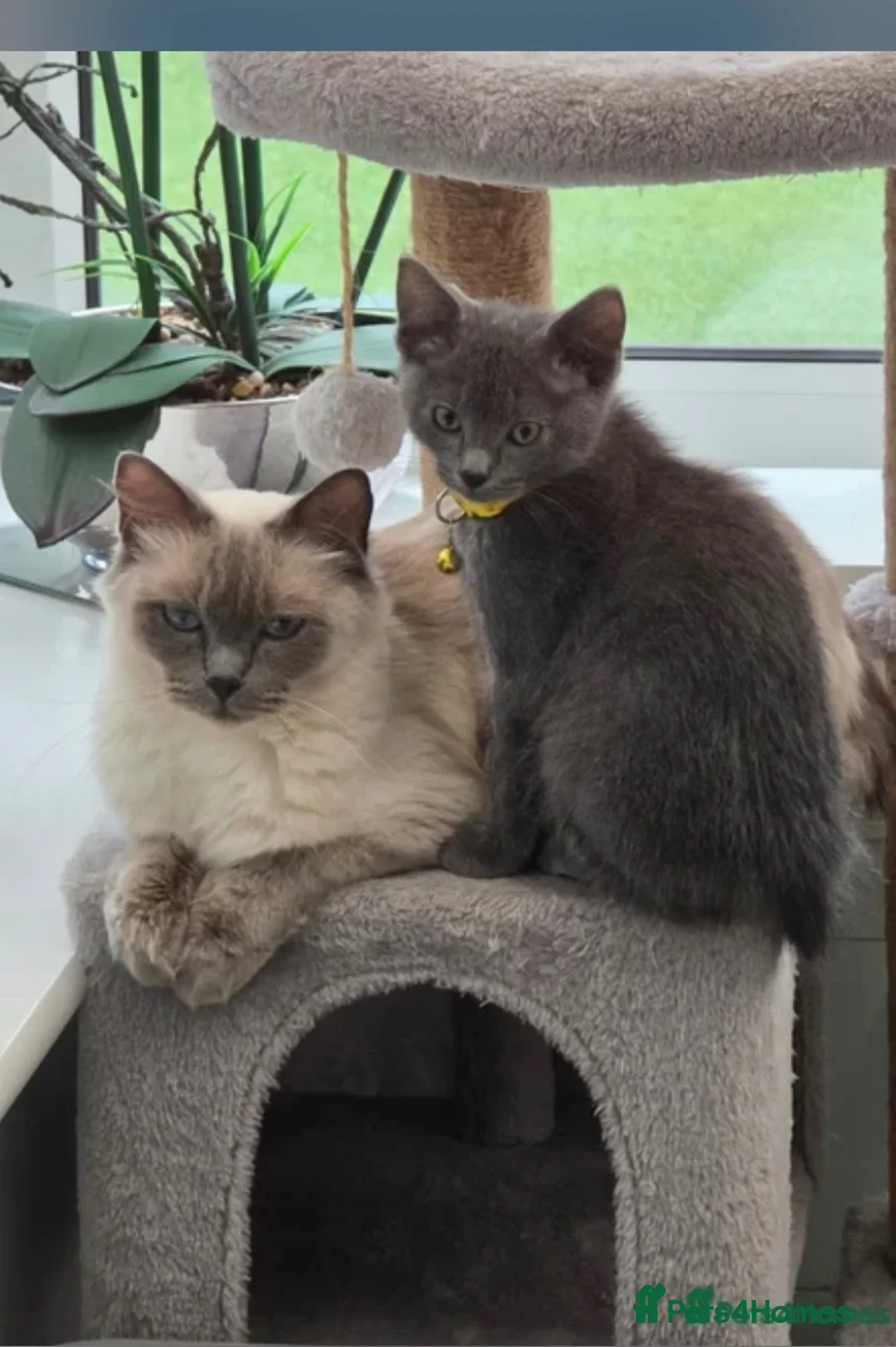Mixed Breed cats for sale: Ragdoll x kitten  - Advert 2