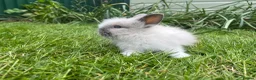 Lionhead rabbits for sale: Beautiful mini double maned lionheads  - Advert 21