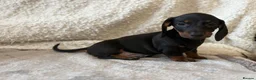 Miniature Dachshund dogs for sale: Miniature dachshund puppies  - Advert 9
