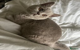 British Shorthair cats for sale: Beautiful male lilac british shorthair  - Image 4