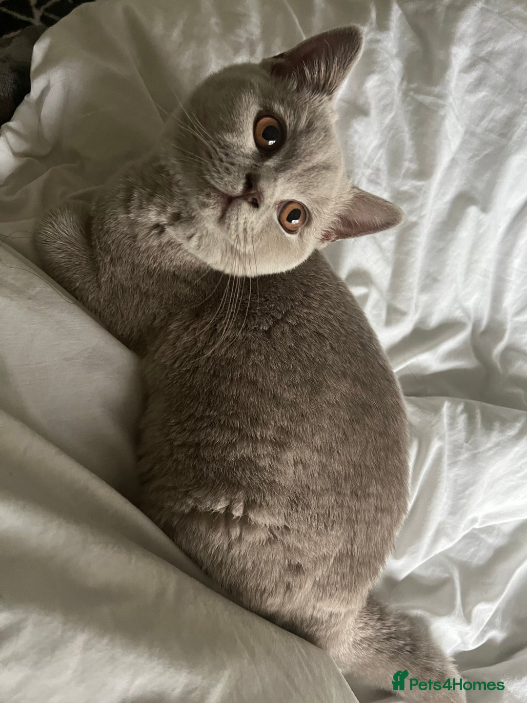 British Shorthair cats for sale: Beautiful male lilac british shorthair  - Image 4