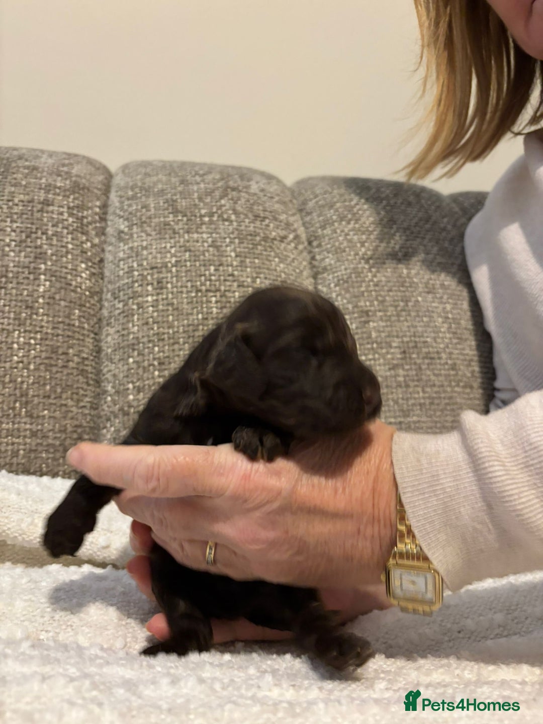 Cockapoo dogs for sale: F1 show cockapoos - Advert 10