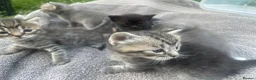 Bengal cats for sale: Gorgeous Bengal x British Short hair kittens - Advert 32
