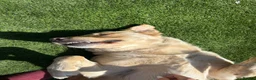 Goldador dogs for sale: 5 year old Goldador  in Derby - Advert 13