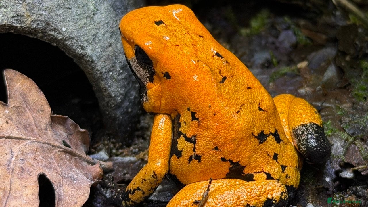 Frog reptiles Orange black foot terribilis frogs - Advert 6