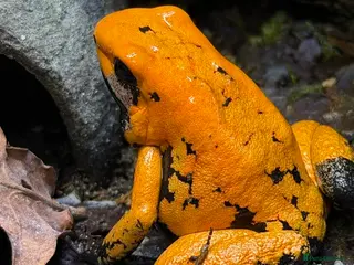Frog reptiles Orange black foot terribilis frogs - Advert 6