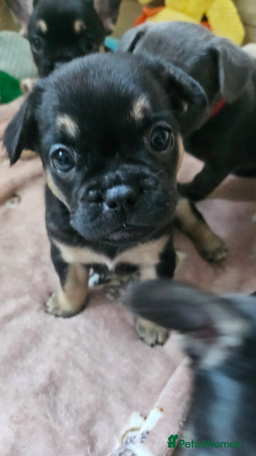 Mixed Breed dogs for sale: 3/4 French bulldog 1/4 Pomeranian Puppies - Image 14