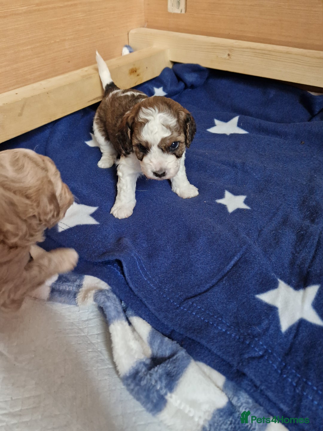 Cavapoo dogs for sale: Stunning Unique cavapoo litter  - Image 4