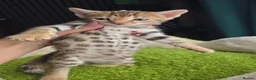 Bengal cats for sale: Outstanding rosetted brown bengal girls and boys🔥 - Advert 15
